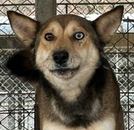 Malou | Husky-Mischling | geb. ca. 2022